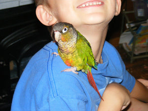 Why Choose us as your Parrot Breeder?