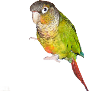 Green Cheeked Conure Pricing