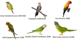 Live Parrots Call us for Availability 304-390-4363